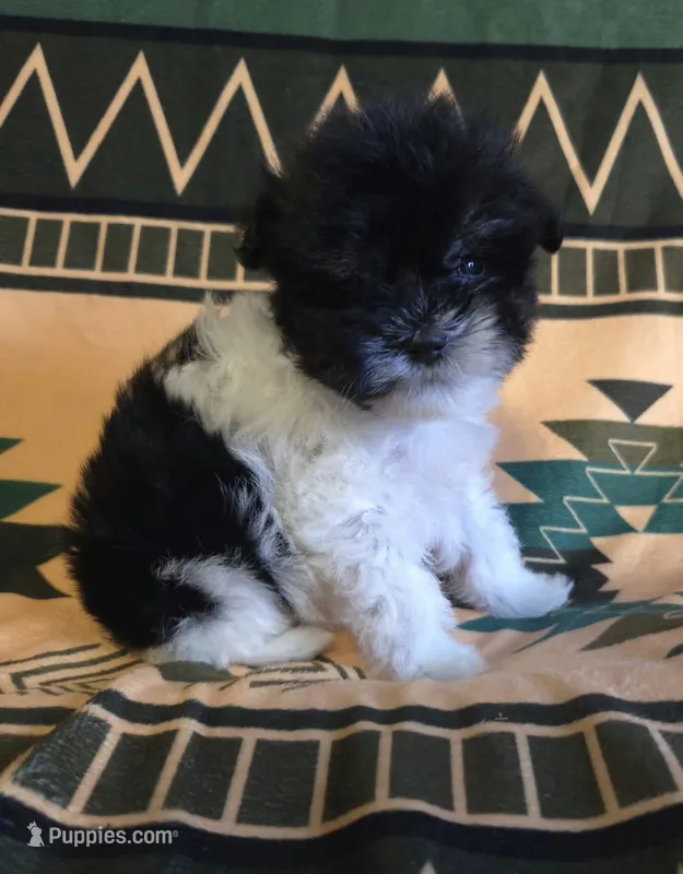 Jaq – Miniature Schnauzer puppy on hold in Pine Grove, PA