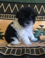 Jaq, a male Miniature Schnauzer for sale in Pine Grove, PA – 1 of 3