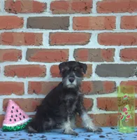 Bebop, a male Miniature Schnauzer for sale in Pine Grove, PA – 2 of 2