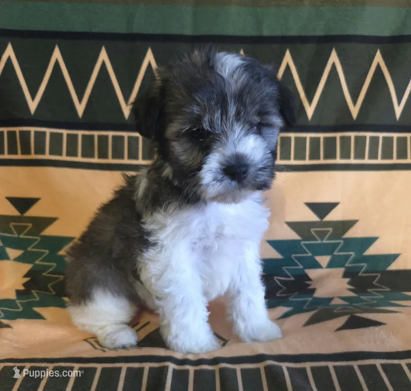 Cinderella – Miniature Schnauzer puppy for sale in Pine Grove, PA