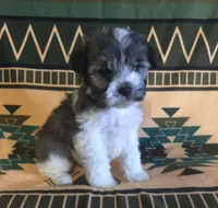 Cinderella, a male Miniature Schnauzer for sale in Pine Grove, PA – 1 of 3
