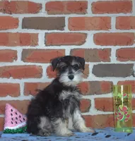 Michelangelo , a male Miniature Schnauzer for sale in Pine Grove, PA – 2 of 2
