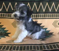 Cinderella, a male Miniature Schnauzer for sale in Pine Grove, PA – 2 of 3