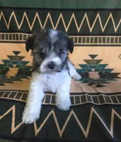 Cinderella, a male Miniature Schnauzer for sale in Pine Grove, PA – 3 of 3