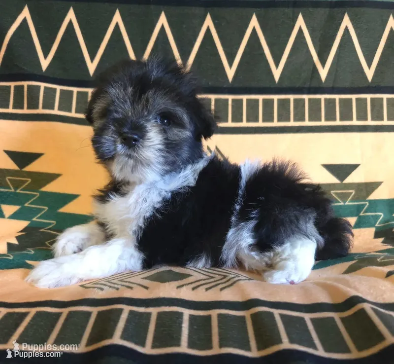 Anastasia – Miniature Schnauzer puppy for sale in Pine Grove, PA