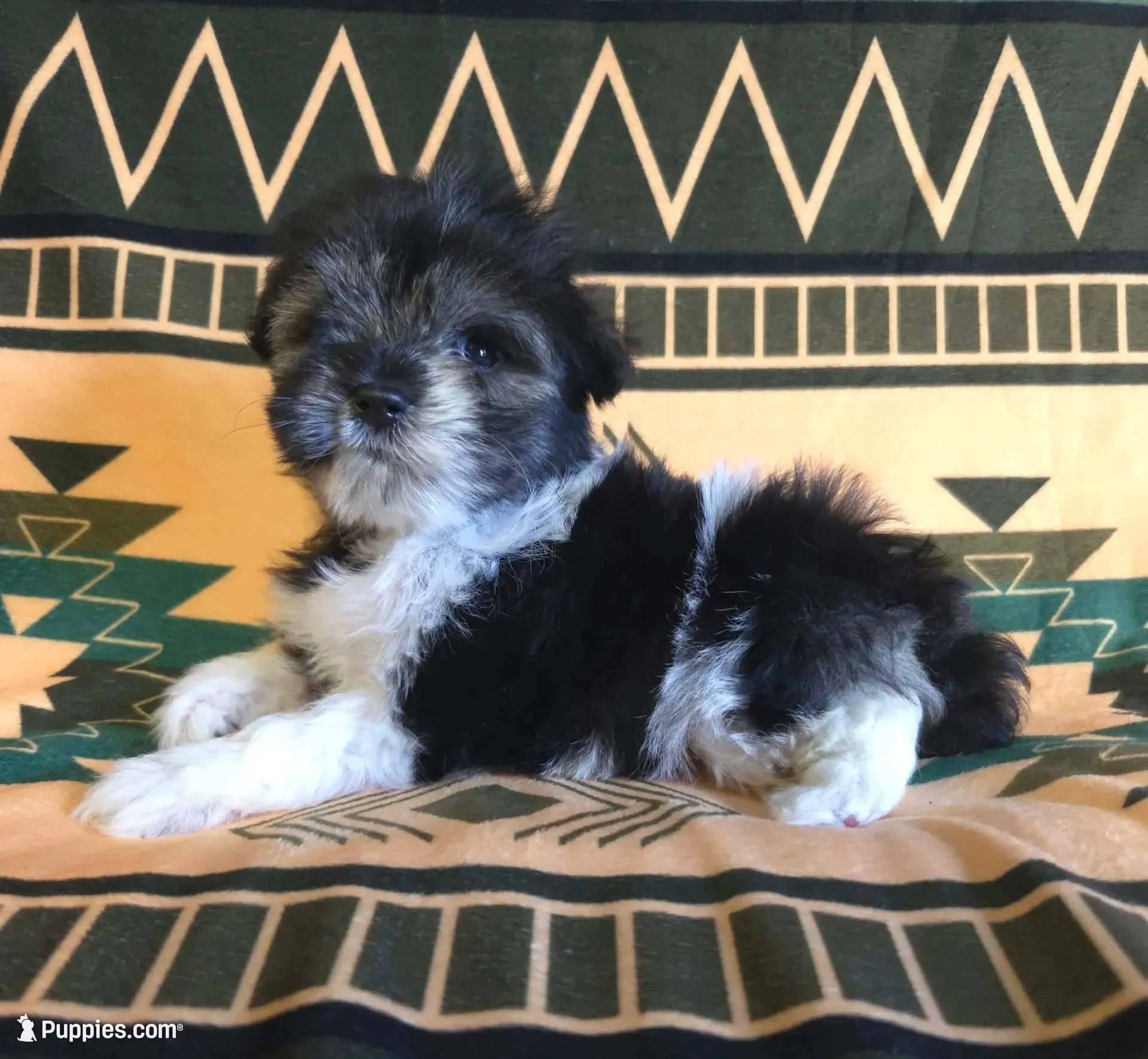 Anastasia, a male Miniature Schnauzer for sale in Pine Grove, PA – 1 of 3