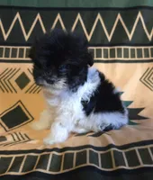 Jaq, a male Miniature Schnauzer for sale in Pine Grove, PA – 2 of 3