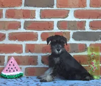 Donatello , a male Miniature Schnauzer for sale in Pine Grove, PA – 2 of 2