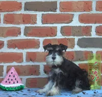 Leonardo, a male Miniature Schnauzer for sale in Pine Grove, PA – 2 of 2