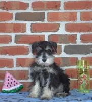 Michelangelo , a male Miniature Schnauzer for sale in Pine Grove, PA – 1 of 2