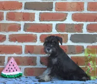 Donatello , a male Miniature Schnauzer for sale in Pine Grove, PA – 1 of 2