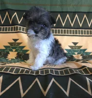 Drizella, a male Miniature Schnauzer for sale in Pine Grove, PA – 2 of 3