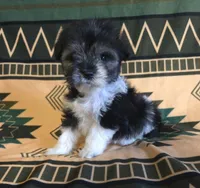 Anastasia, a male Miniature Schnauzer for sale in Pine Grove, PA – 3 of 3