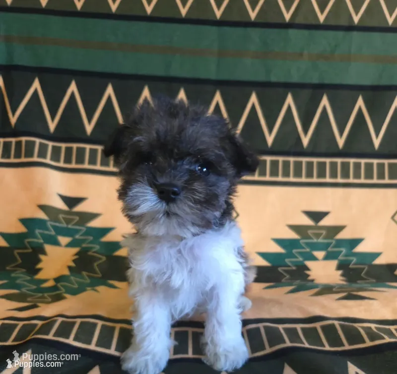 Drizella – Miniature Schnauzer puppy for sale in Pine Grove, PA