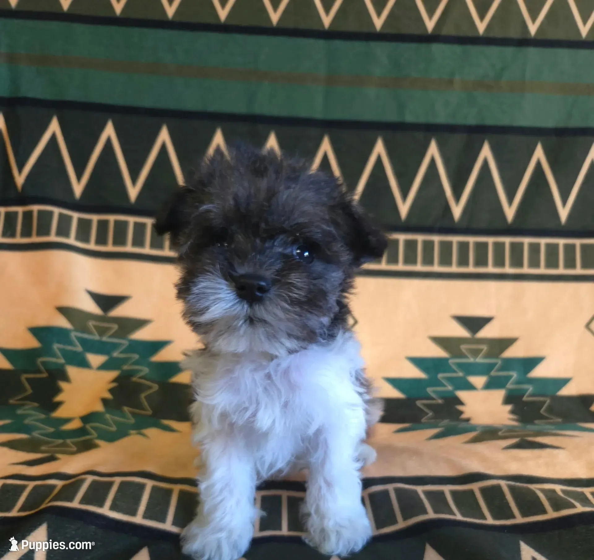 Drizella, a male Miniature Schnauzer for sale in Pine Grove, PA – 1 of 3