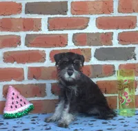 Bebop, a male Miniature Schnauzer for sale in Pine Grove, PA – 1 of 2