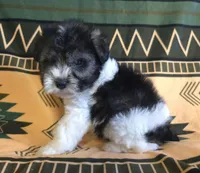 GusGus, a male Miniature Schnauzer for sale in Pine Grove, PA – 2 of 3
