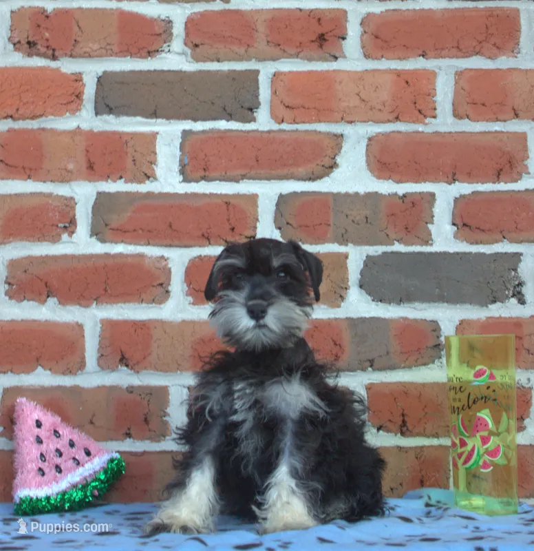 Rocksteady – Miniature Schnauzer puppy for sale in Pine Grove, PA