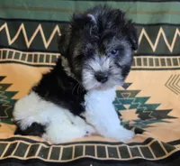 GusGus, a male Miniature Schnauzer for sale in Pine Grove, PA – 1 of 3