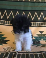 Jaq, a male Miniature Schnauzer for sale in Pine Grove, PA – 3 of 3