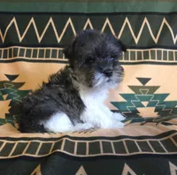 Drizella, a male Miniature Schnauzer for sale in Pine Grove, PA – 3 of 3