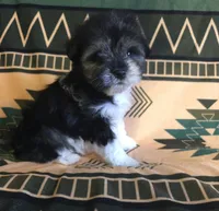 Anastasia, a male Miniature Schnauzer for sale in Pine Grove, PA – 2 of 3