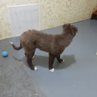Bruno, a male Border Collie for sale in Loogootee, IN – Photo 3 of 3