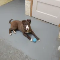 Bruno, a male Border Collie for sale in Loogootee, IN – Photo 2 of 3