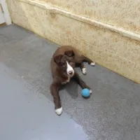 Bruno, a male Border Collie for sale in Loogootee, IN – Photo 1 of 3