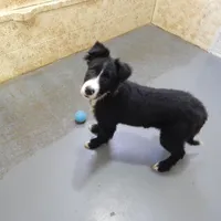Max, a male Border Collie for sale in Loogootee, IN – Photo 3 of 3