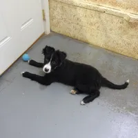 Max, a male Border Collie for sale in Loogootee, IN – Photo 1 of 3