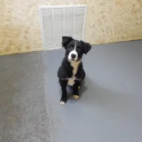 Max, a male Border Collie for sale in Loogootee, IN – Photo 2 of 3