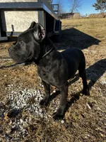 Midnight, a male Cane Corso for sale in Kansas City, KS – Photo 2 of 4