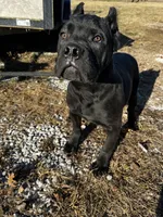 Midnight, a male Cane Corso for sale in Kansas City, KS – Photo 1 of 4