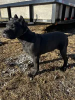Midnight, a male Cane Corso for sale in Kansas City, KS – Photo 4 of 4
