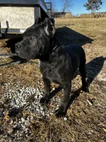 Midnight, a male Cane Corso for sale in Kansas City, KS – Photo 3 of 4