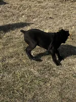 Black Puppies, a female Cane Corso for sale in Kansas City, KS – Photo 4 of 8