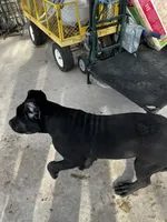 Black Puppies, a female Cane Corso for sale in Kansas City, KS – Photo 2 of 8