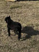 Black Puppies, a female Cane Corso for sale in Kansas City, KS – Photo 8 of 8