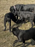 Black Puppies, a female Cane Corso for sale in Kansas City, KS – Photo 5 of 8