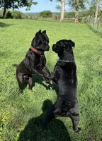 Nari , a female Cane Corso for sale in Kansas City, KS – Photo 5 of 6