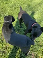 Nari , a female Cane Corso for sale in Kansas City, KS – Photo 6 of 6