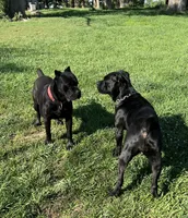 Nari , a female Cane Corso for sale in Kansas City, KS – Photo 4 of 6