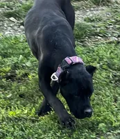 Nari , a female Cane Corso for sale in Kansas City, KS – Photo 2 of 6