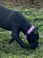 Nari , a female Cane Corso for sale in Kansas City, KS – Photo 3 of 6