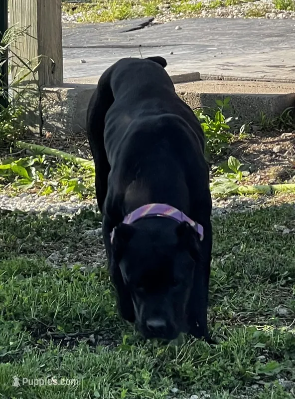 Nari  – Cane Corso puppy for sale in Kansas City, KS