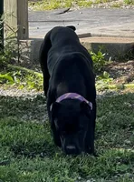 Nari , a female Cane Corso for sale in Kansas City, KS – Photo 1 of 6