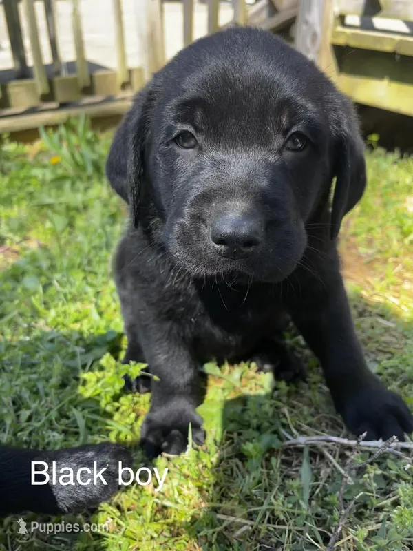 Black Boy – Labrador Retriever puppy for sale in Evanston, IN