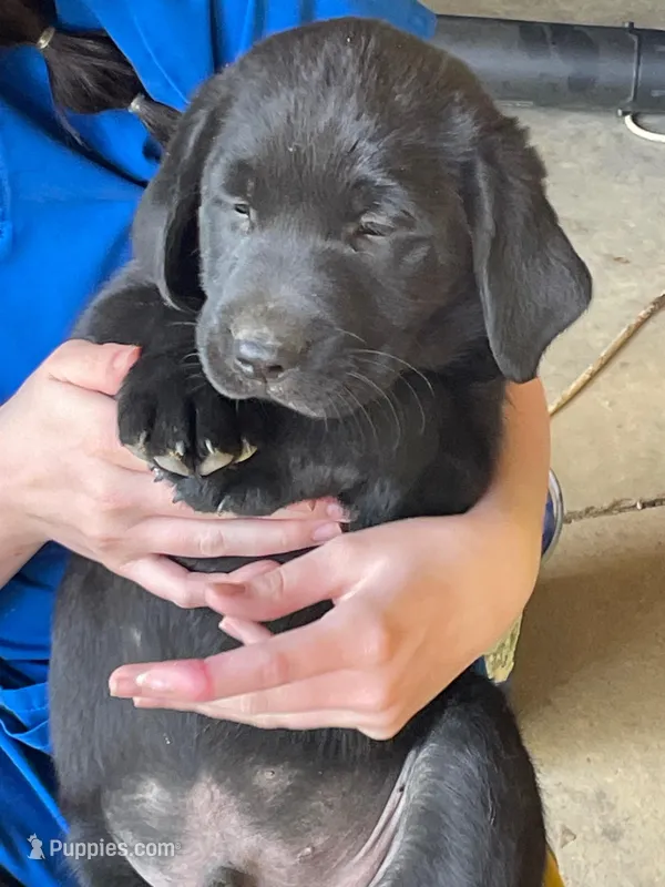 Black Boy – Labrador Retriever puppy for sale in Evanston, IN