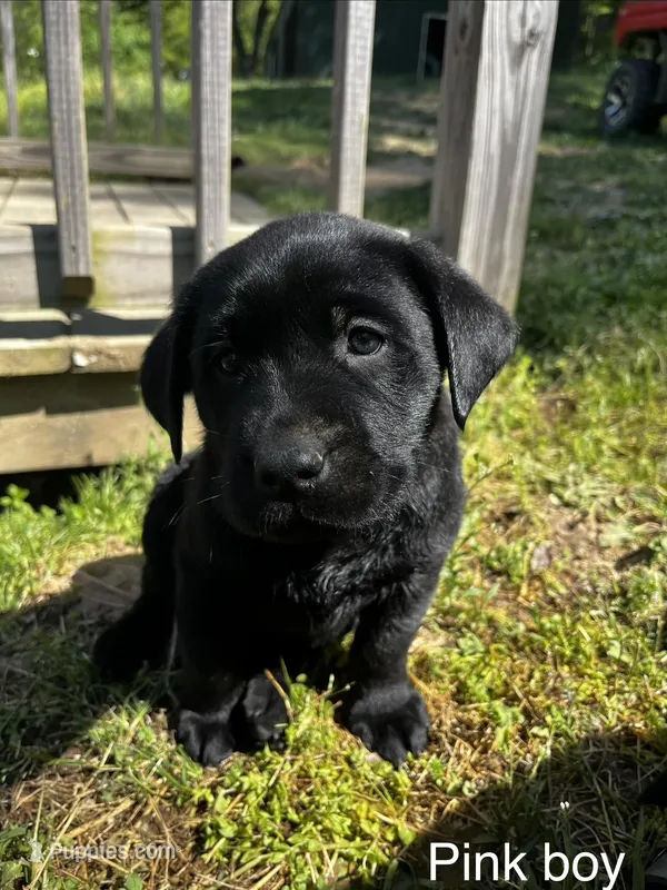 Pink Boy – Labrador Retriever puppy for sale in Evanston, IN